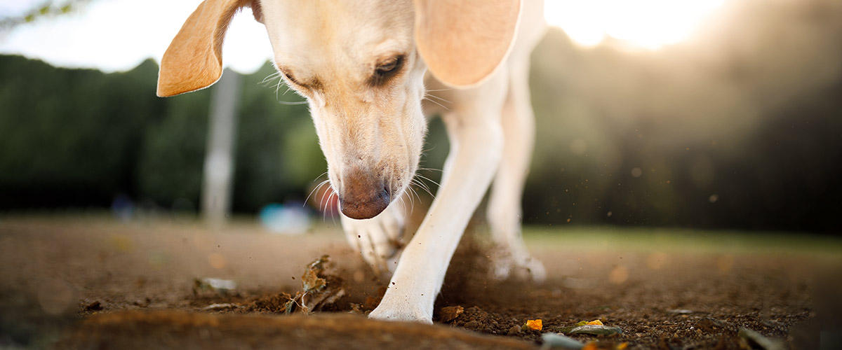 Dog digging in back yard