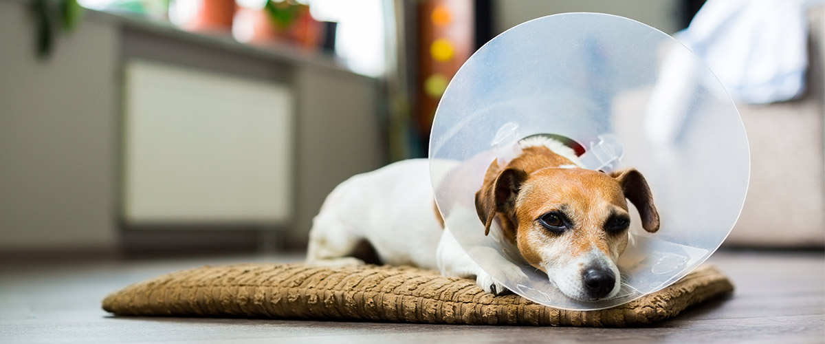 How to Protect Your Pets from Fire Ants