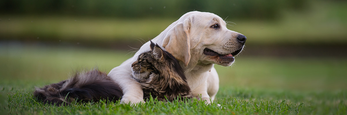 How to Protect Your Pets From Fire Ants