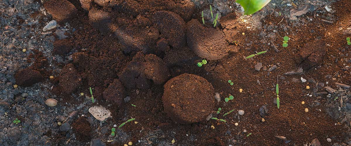 Coffee grounds on ground